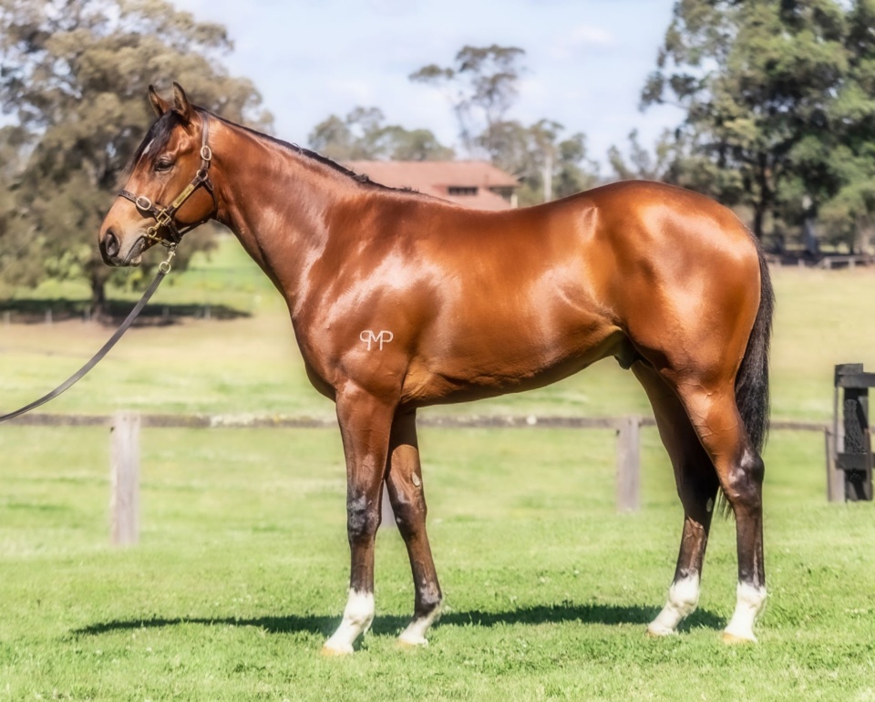 A classy colt from an elite G1 family