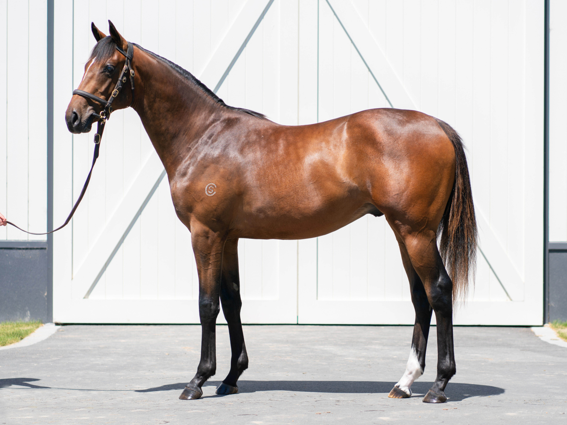 Earl Of Devon (NZ) as a yearling | Image courtesy of New Zealand Bloodstock