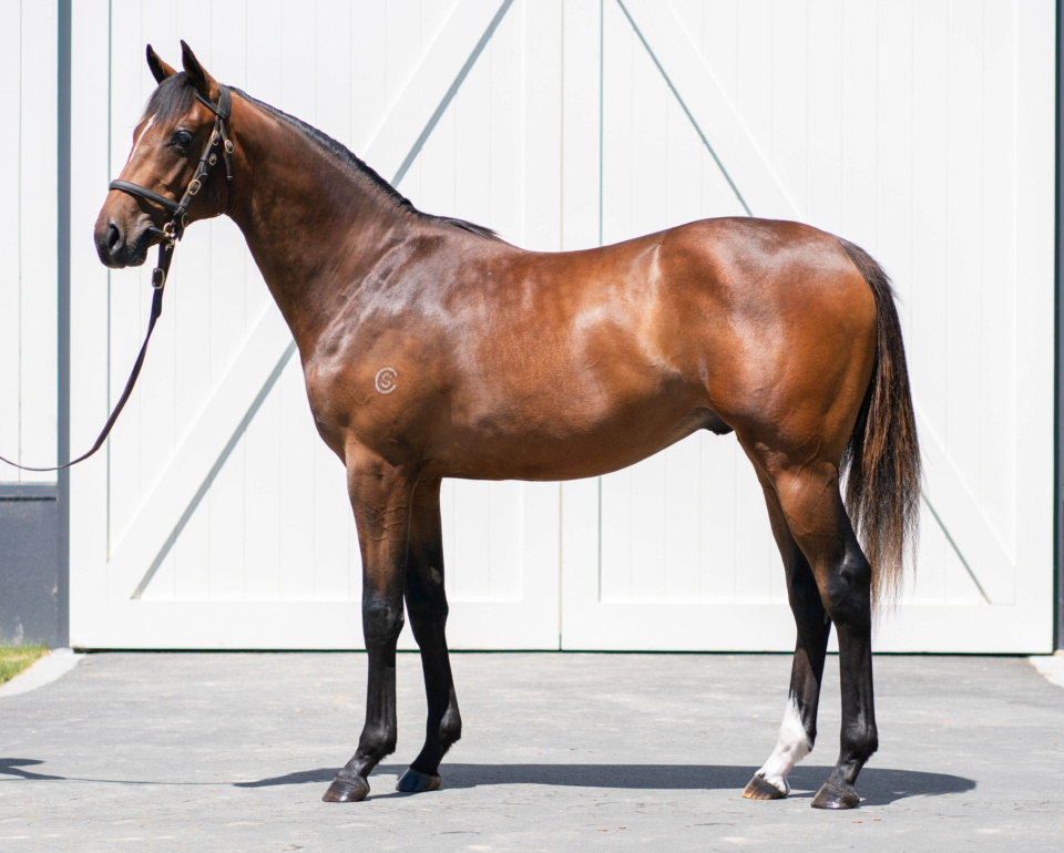 Built and bred for the Derbies