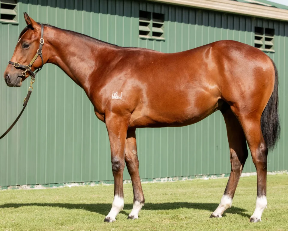 Proisir/O’Fille Colt