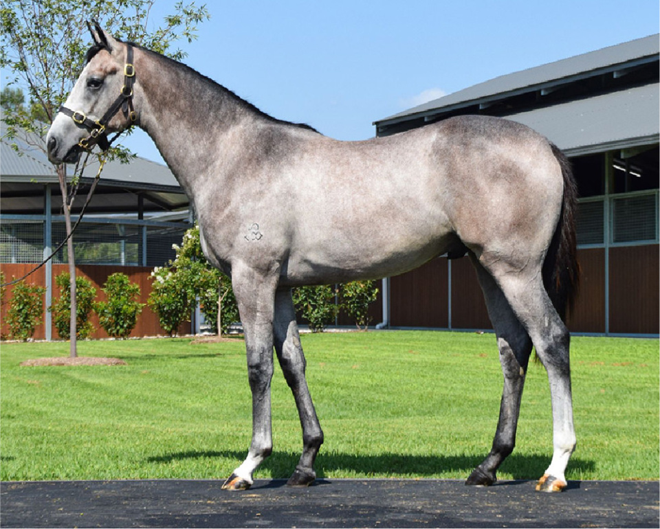 Colt by leading sire Dundeel