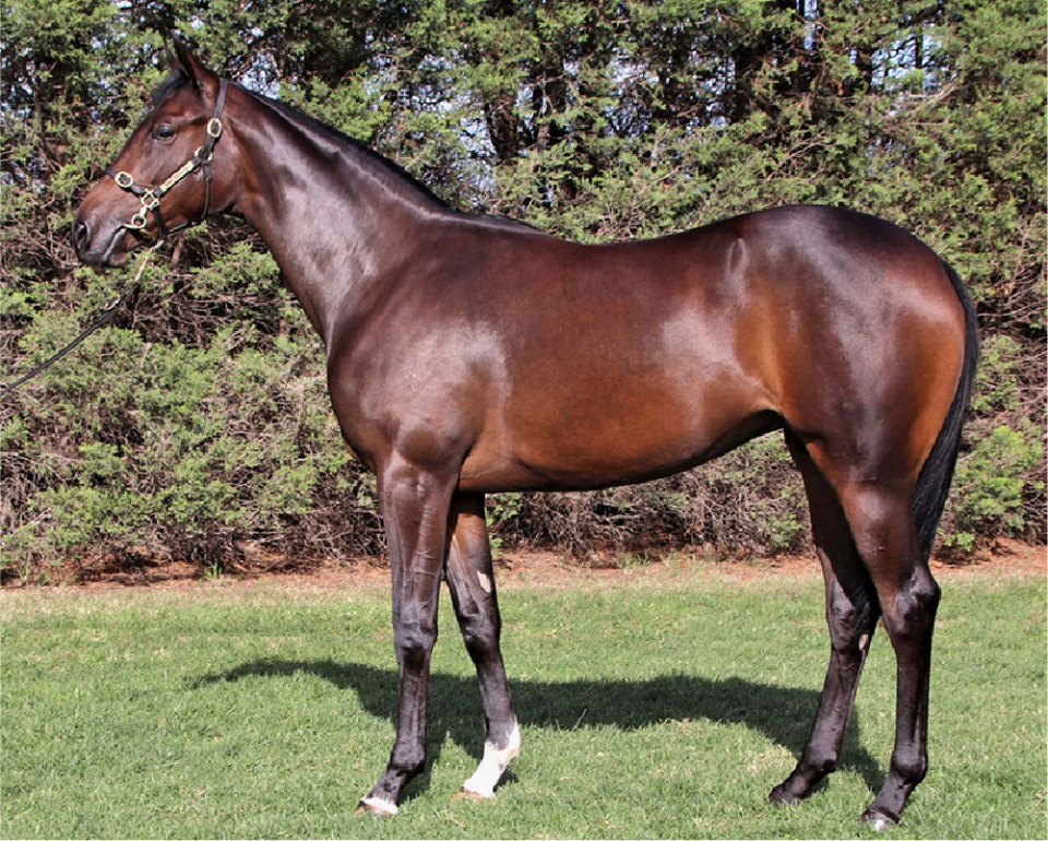 Athletic filly by G1 sire Dundeel