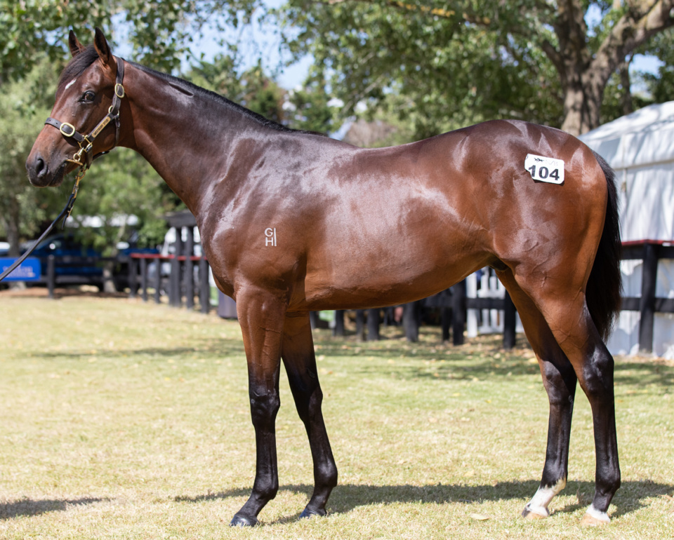 Colt by dominant Derby sire Tavistock