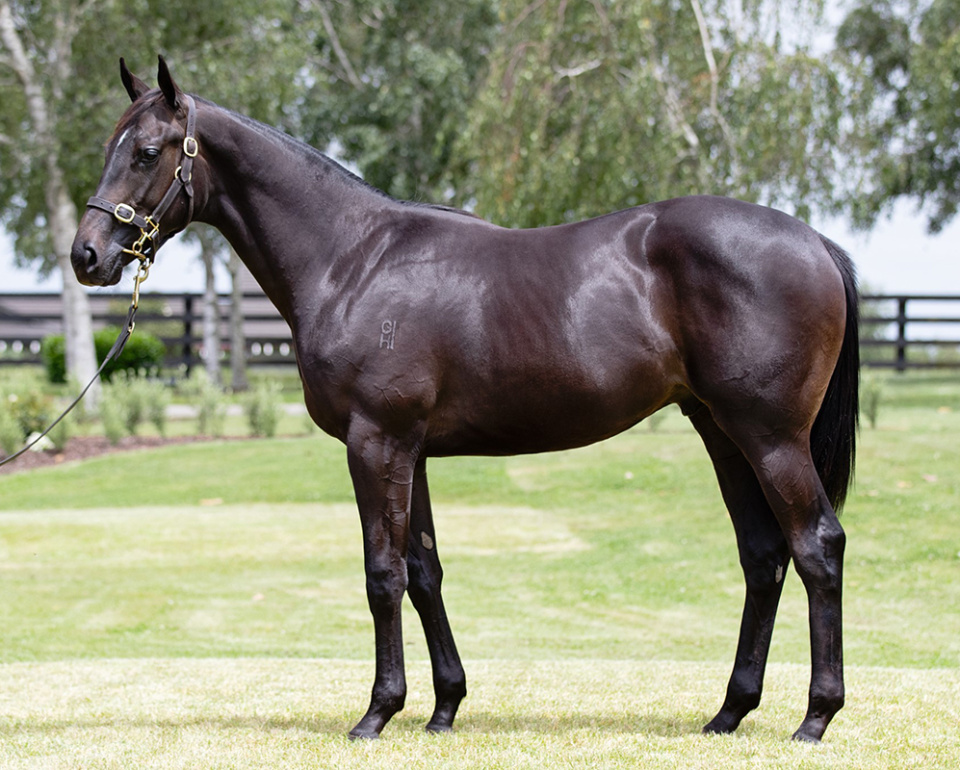 Classic style of colt by Tarzino