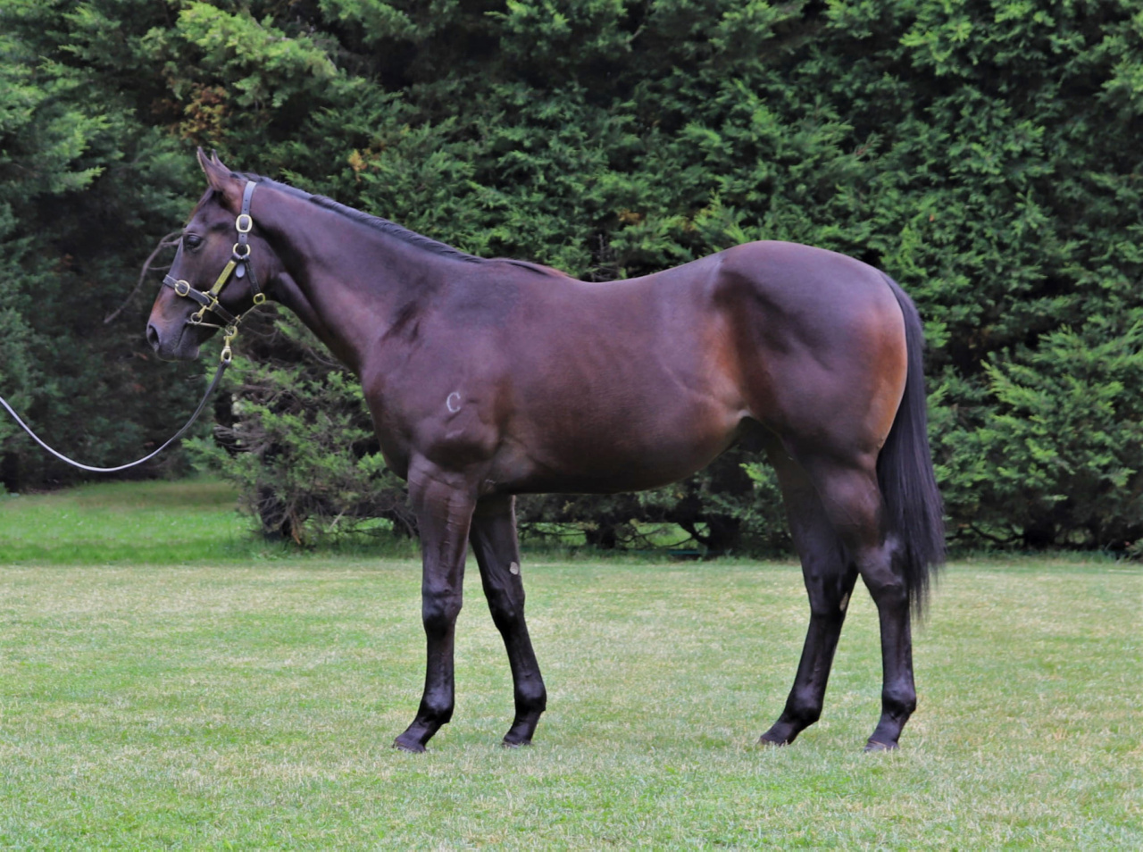 Lot 443 Caravaggio ex Kimblewick col