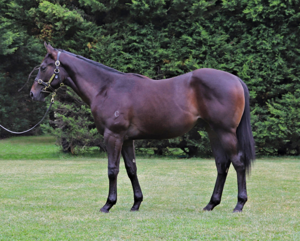 Powerful colt bred to sprint
