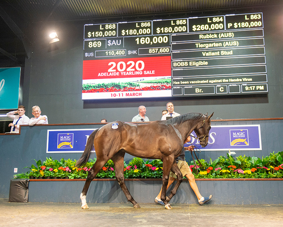 A colt by young sire sensation Rubick