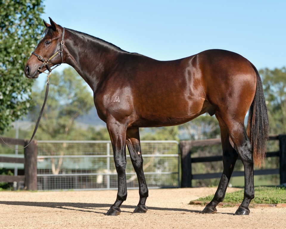 Half-brother to an Oaks winner by So You Think