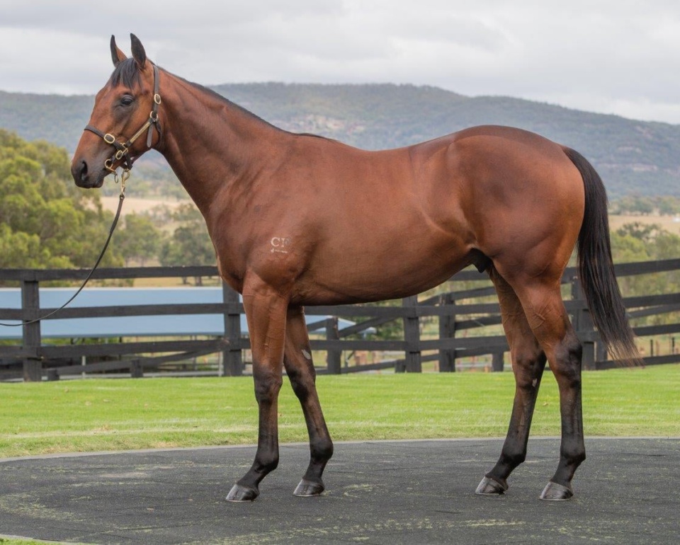 ‘The colt’ on everyone’s list