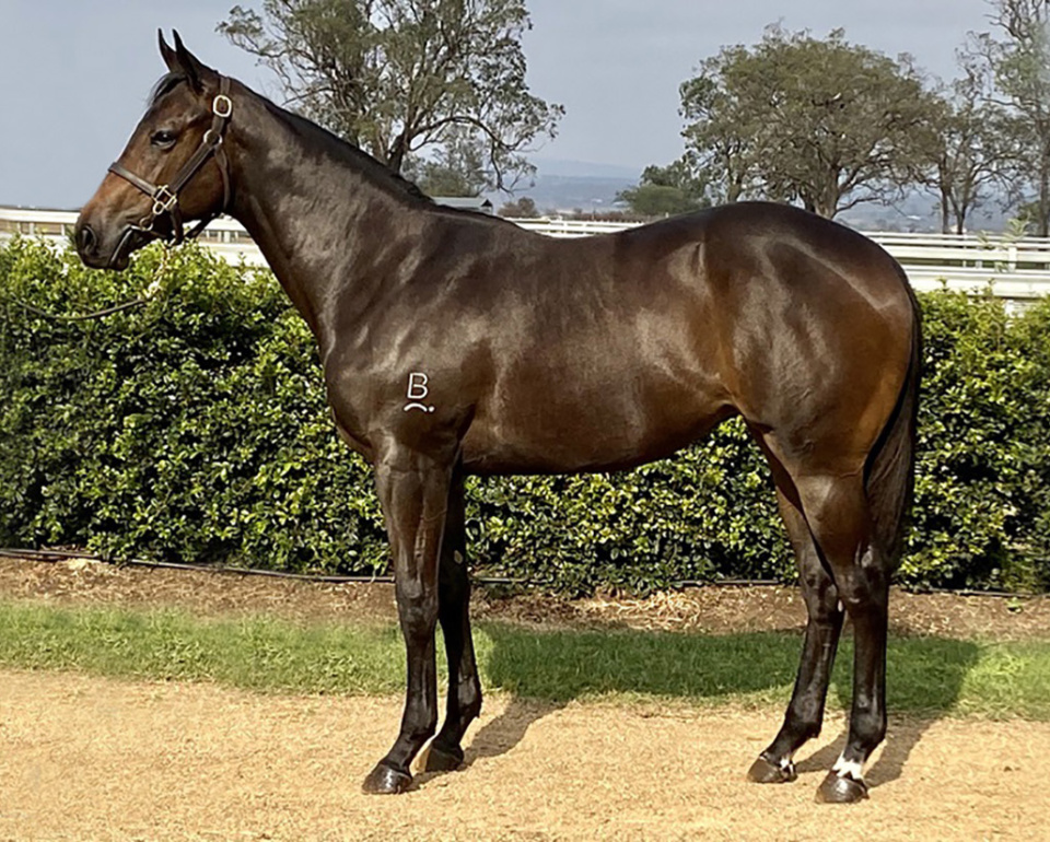 Regally bred filly by Pierro