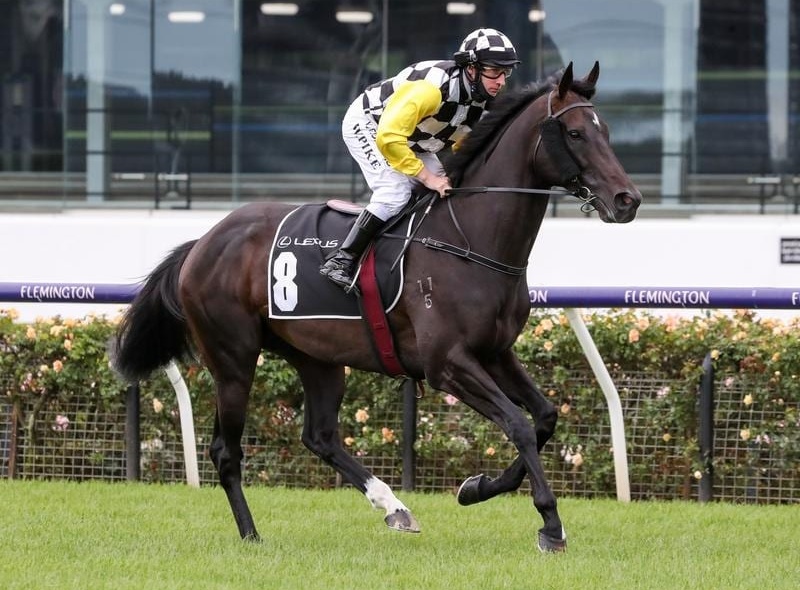 Carif on song for Brisbane Cup