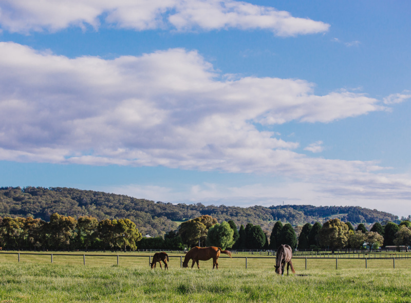 Prized property Think Big Stud put on the market