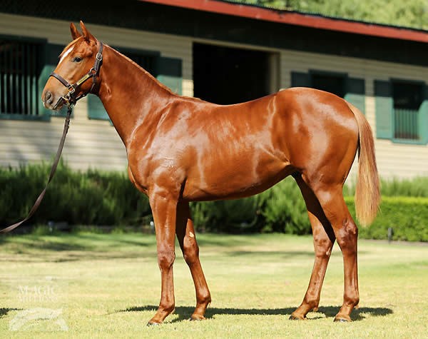 Primitivo as a yearling